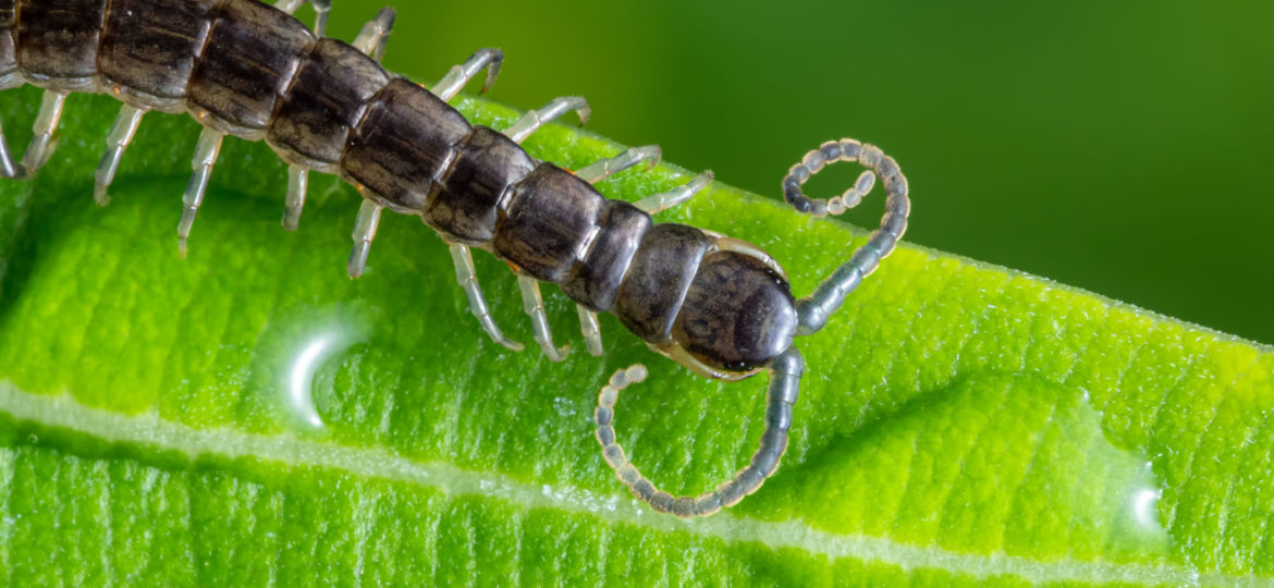 Macro,Photography,Of,Little,Centipede,Is,Climbing,On,Green,Leaf