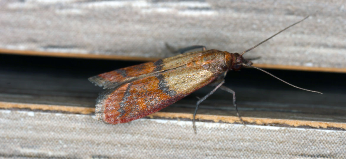 Indian,Mealmoth,Or,Indianmeal,Moth,Plodia,Interpunctella,Of,A,Pyraloid