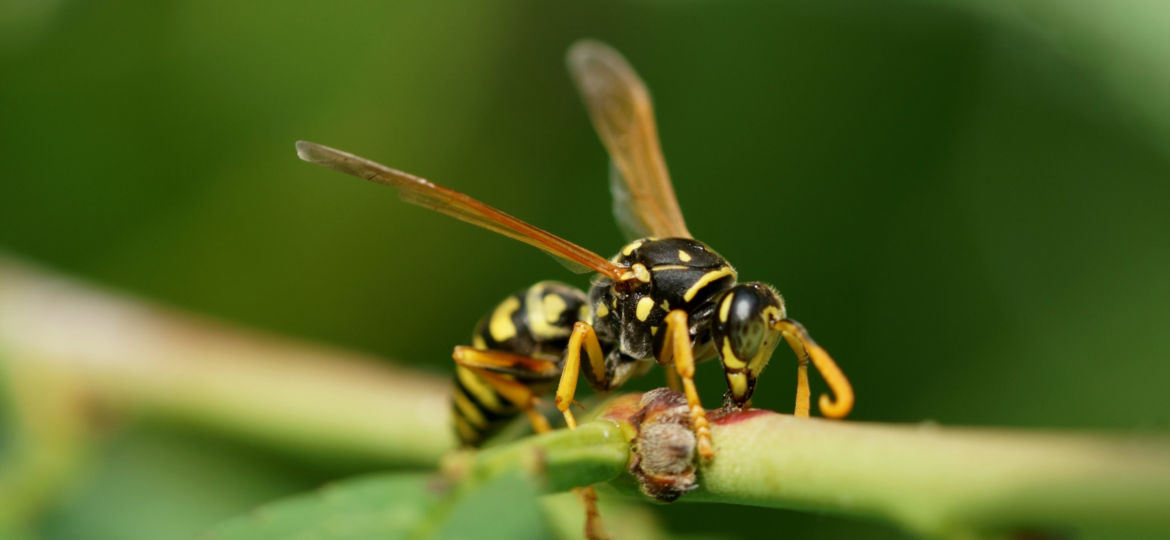 Close,Up,Of,Wasp,On,Leaf